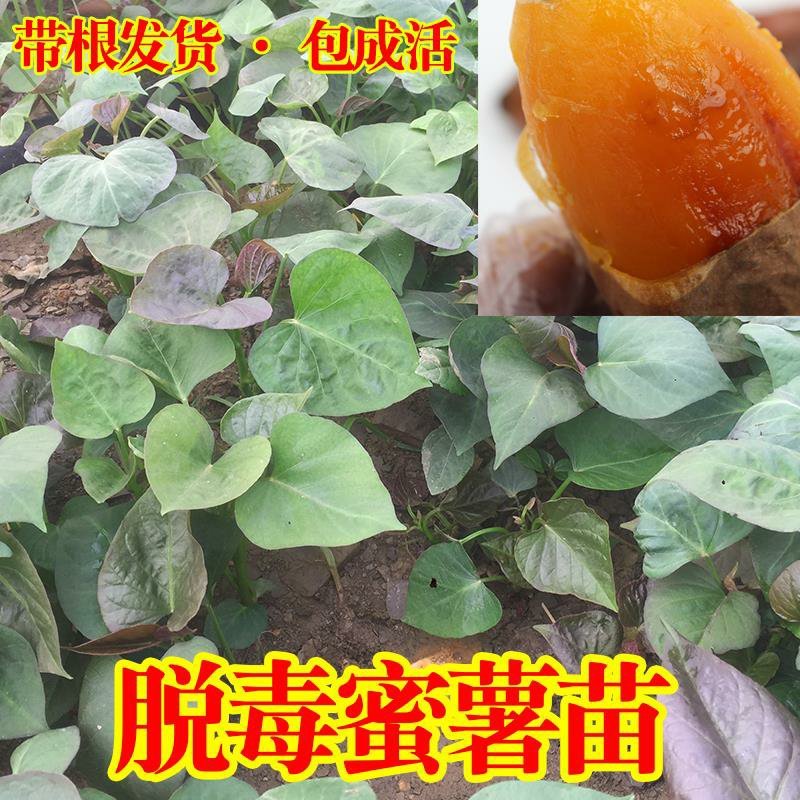 红薯秧苗烟薯25苗番薯苗地瓜苗山芋苗山东烟台蜜