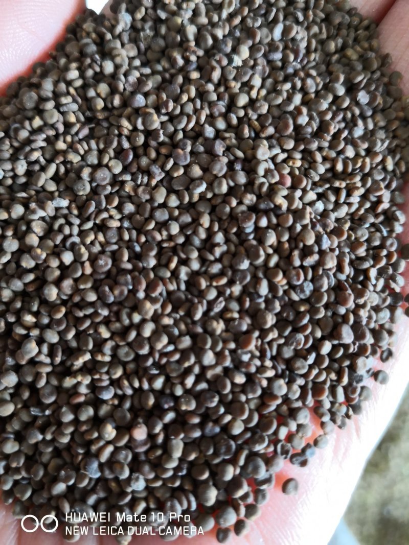 沙苑子水洗干货药用选货干净无杂质量大从优