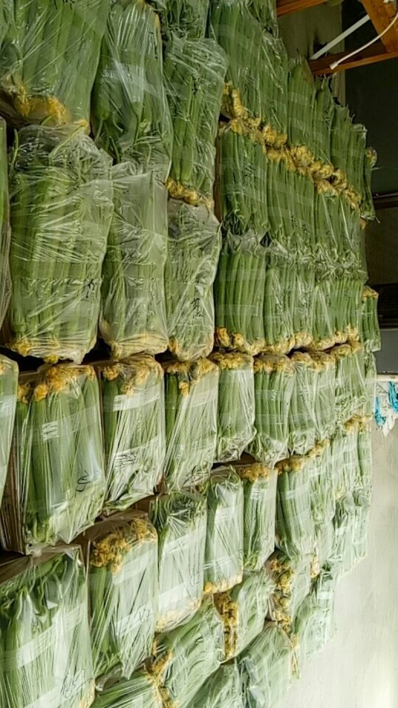 精品中绿丝瓜！