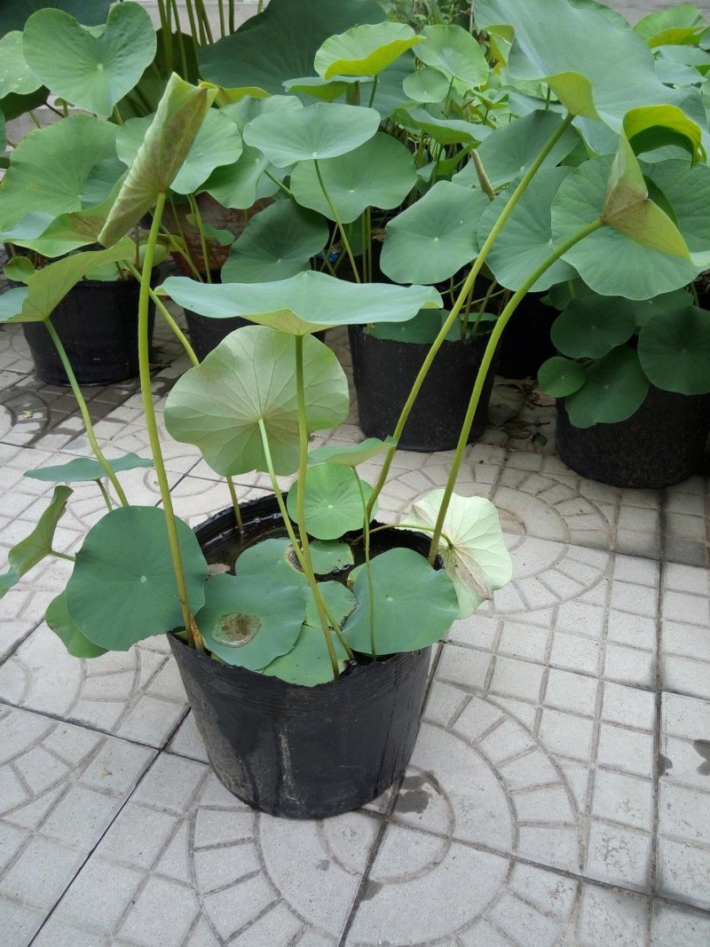 白洋淀野生深水荷花，花色多，品种全，价格低，可视屏看货。