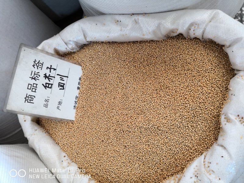 白芥子四川干货辛辣味正宗量大从优欢迎选购