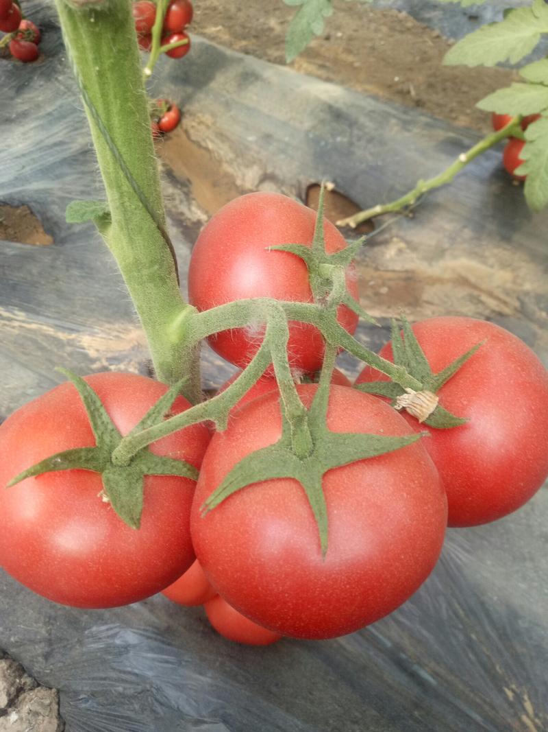 西红柿苗，抗病毒，产量高，果型漂亮，苗子大小正好