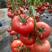 西红柿苗，抗病毒，产量高，果型漂亮，苗子大小正好