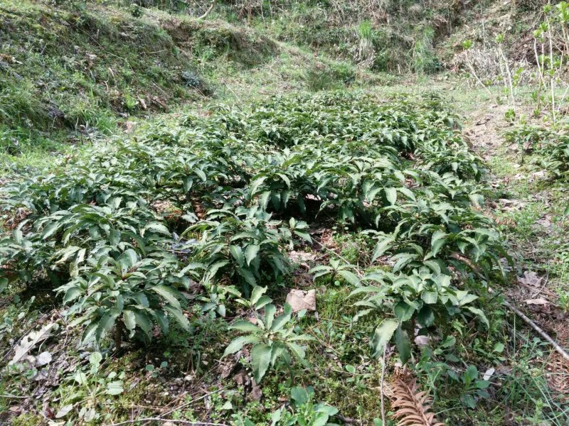 纯种大别山野生富贵籽10~20cm