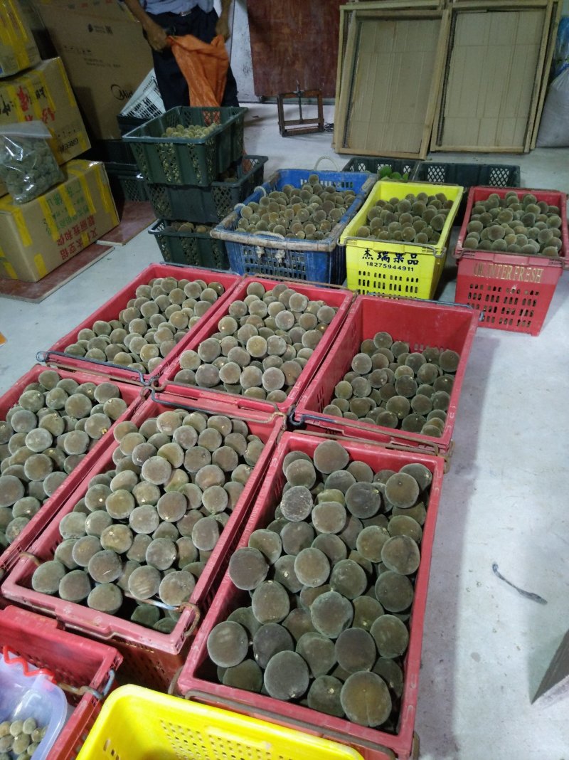 化橘红2022年橘红果正宗正毛化州特产农户种植