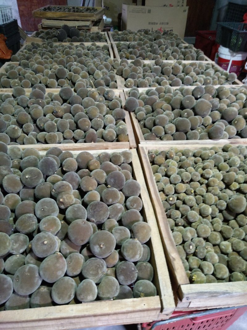 化橘红2022年橘红果正宗正毛化州特产农户种植