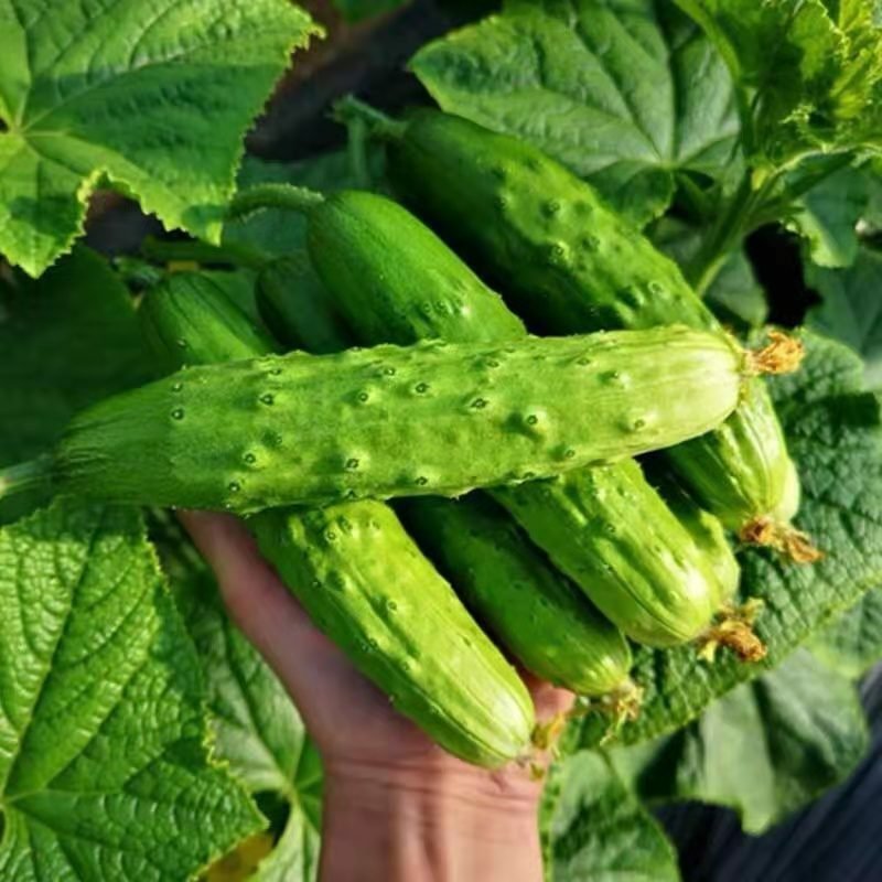 白黄瓜供应春秋量大欢迎光临