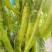 辣椒苗，尖椒苗，圆椒苗，抗病性好，产量高，