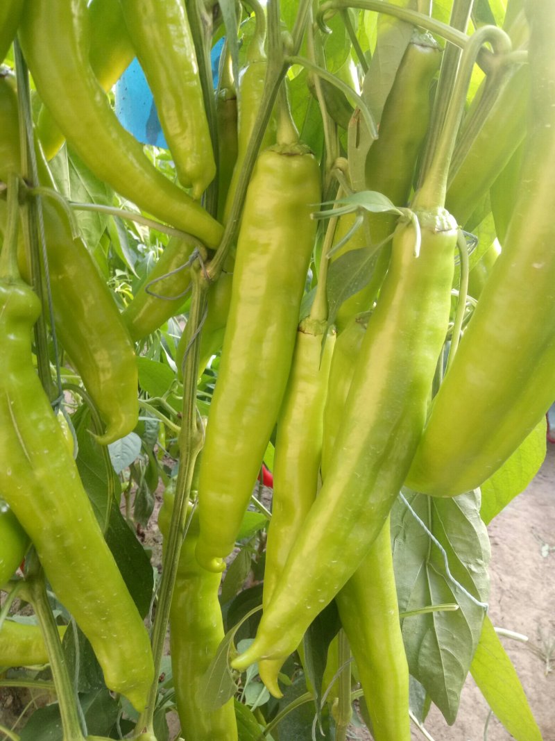 辣椒苗，尖椒苗，圆椒苗，抗病性好，产量高，