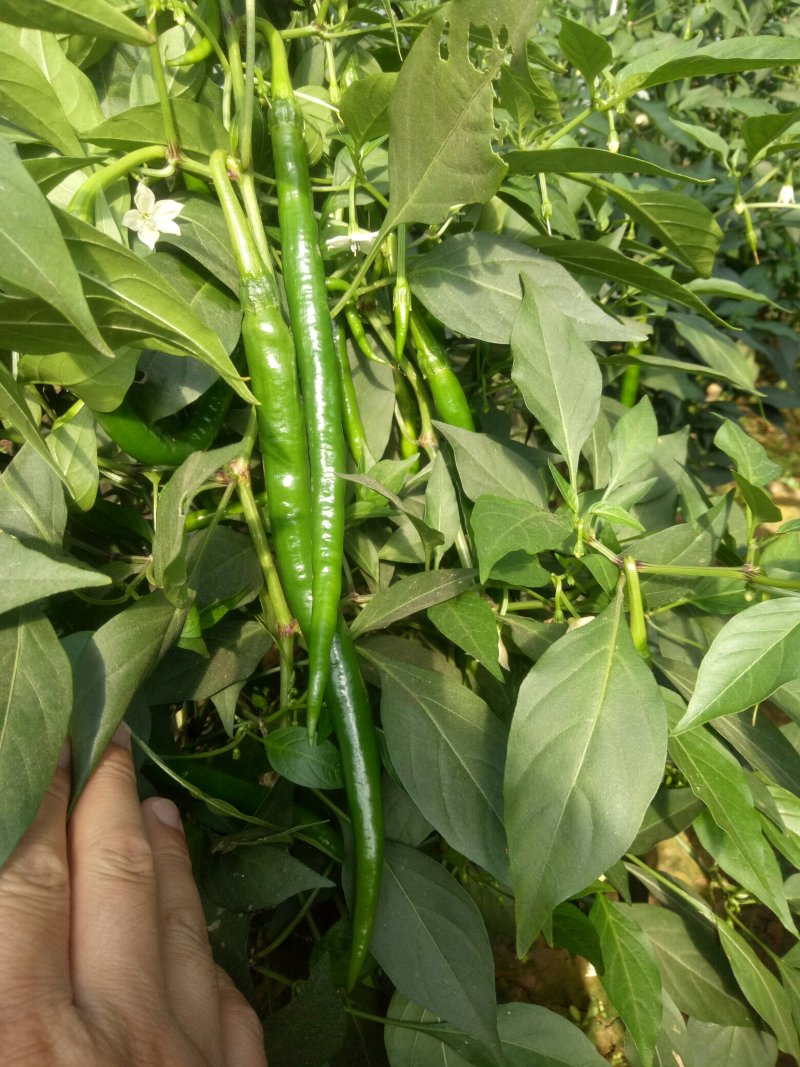 辣椒苗，尖椒苗，圆椒苗，抗病性好，产量高，