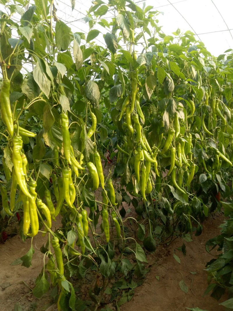 辣椒苗，尖椒苗，圆椒苗，抗病性好，产量高，