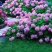 无尽夏绣球20厘米左右带分叉当年开花