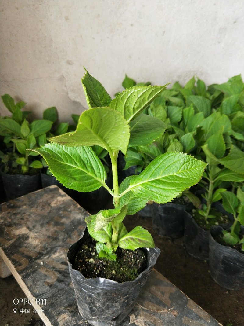 无尽夏绣球20厘米左右带分叉当年开花