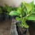 无尽夏绣球20厘米左右带分叉当年开花