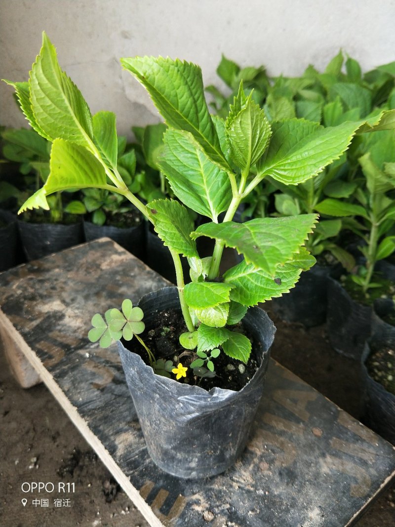 无尽夏绣球20厘米左右带分叉当年开花