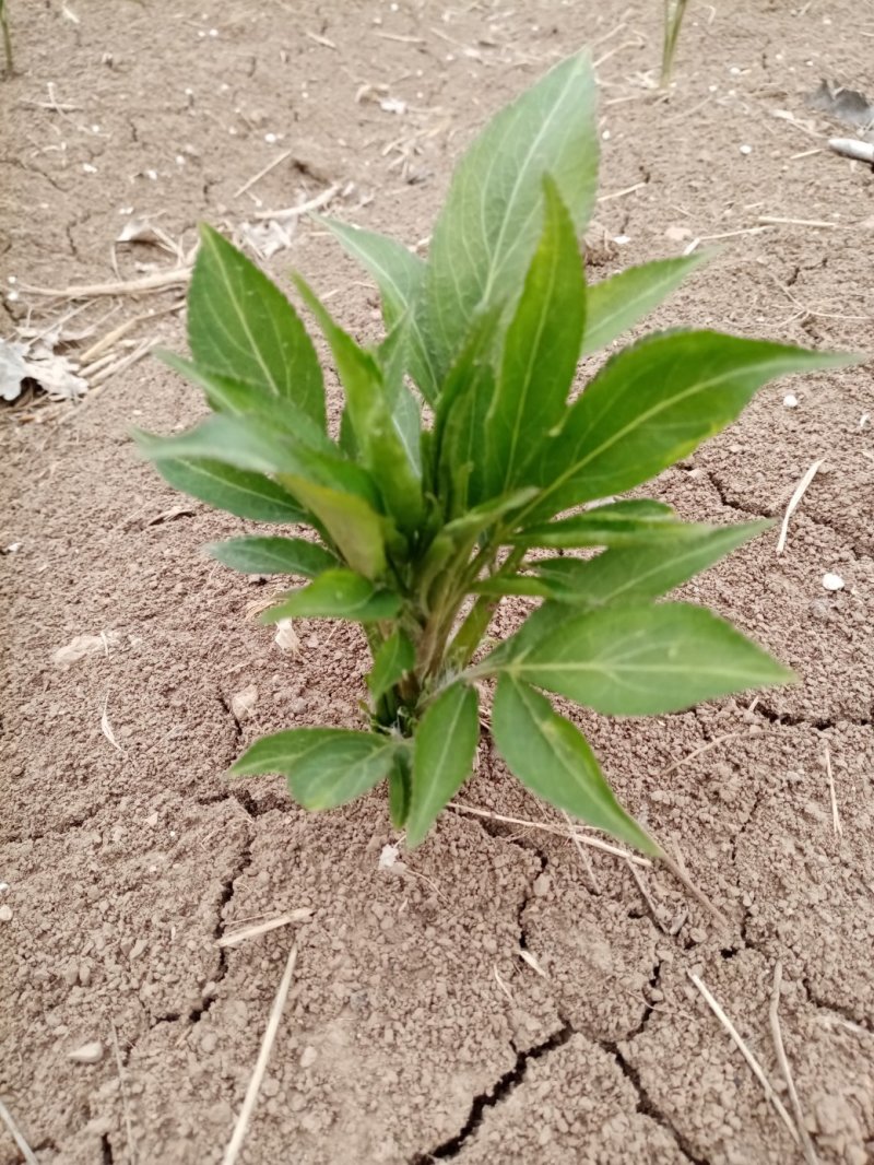 白术（白术种子）