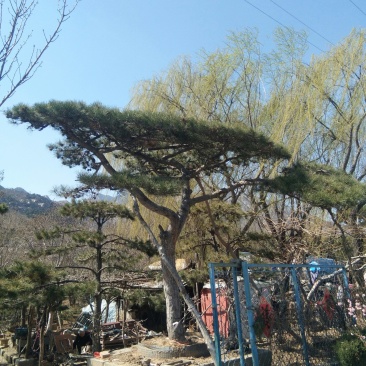 造型松