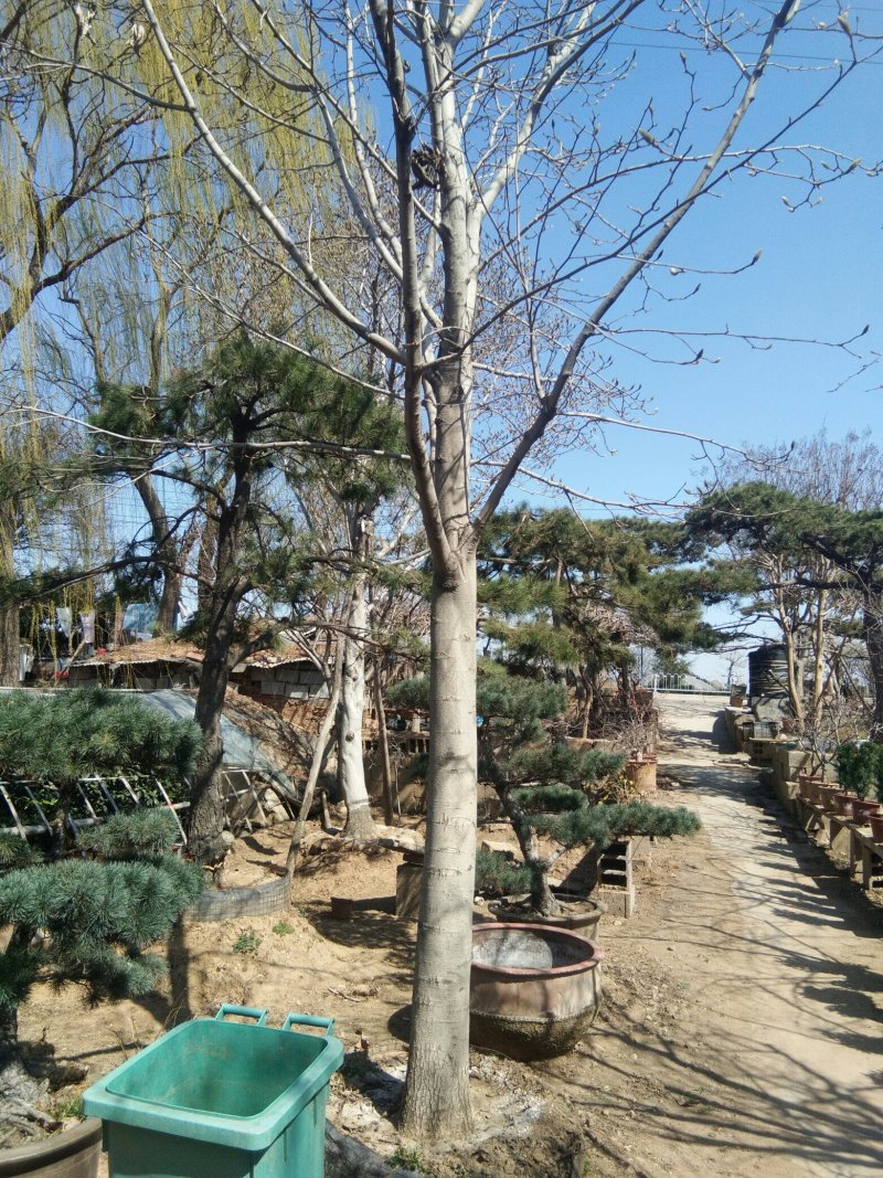 造型松