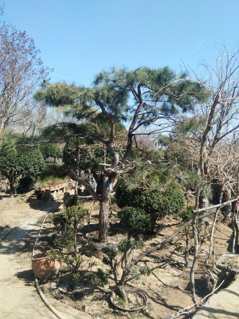 造型松