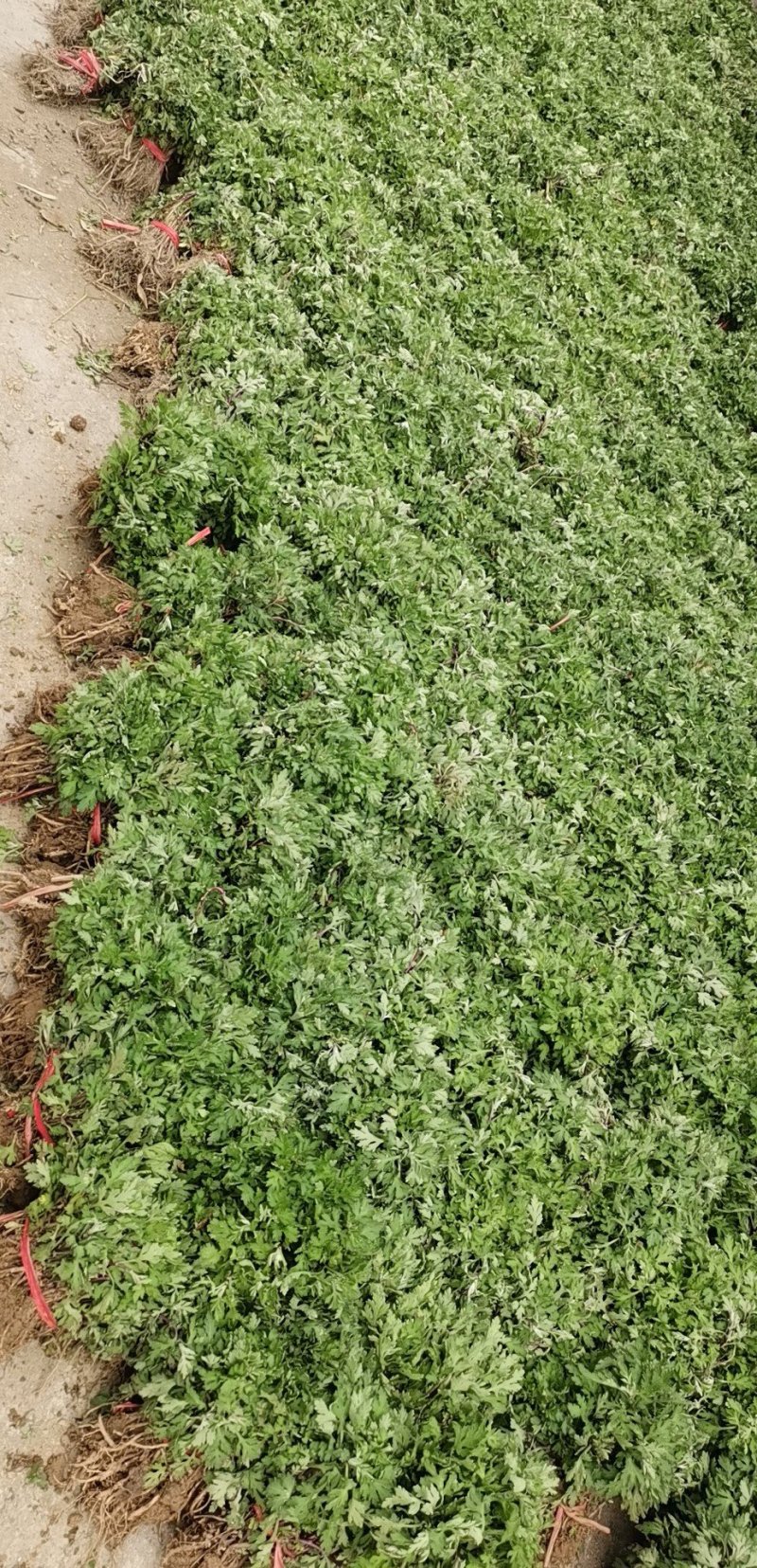 金丝皇菊婺源皇菊菊花苗。