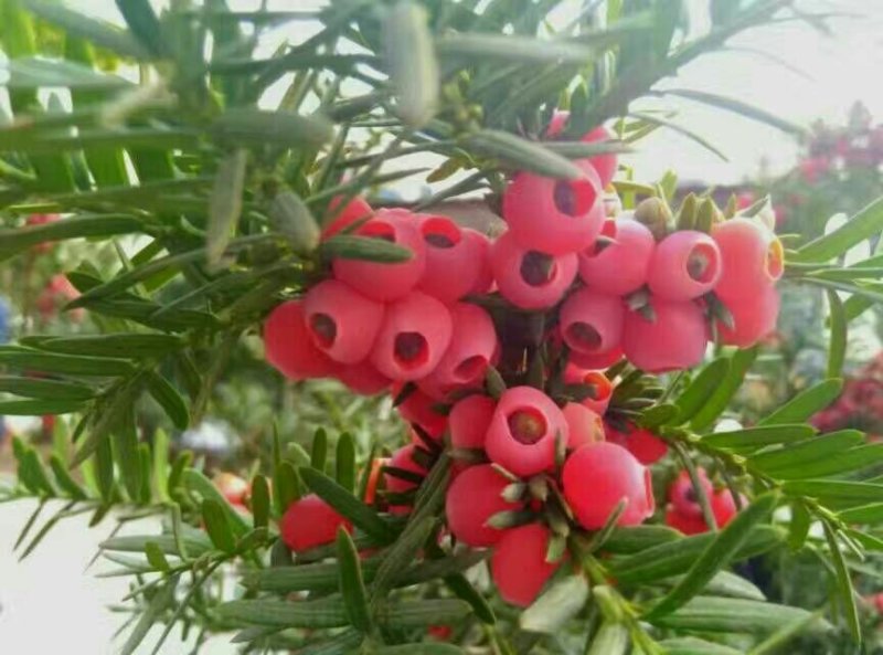 夏禹林苗木曼地亚红豆杉2年小苗常绿植物易养护