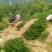 夏禹林苗木曼地亚红豆杉2年小苗常绿植物易养护