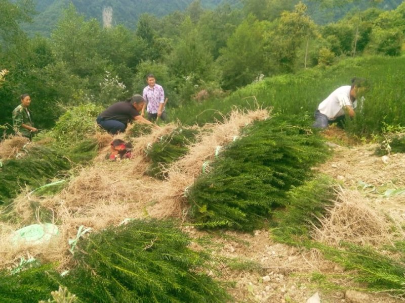 夏禹林苗木曼地亚红豆杉2年小苗常绿植物易养护