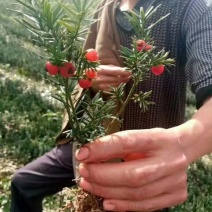 夏禹林苗木曼地亚红豆杉2年小苗常绿植物易养护