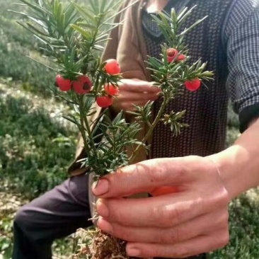 夏禹林苗木曼地亚红豆杉2年小苗常绿植物易养护