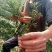 夏禹林苗木曼地亚红豆杉2年小苗常绿植物易养护