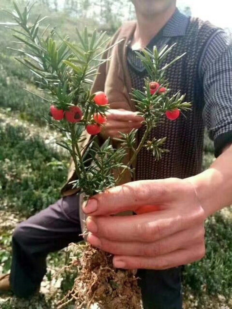 夏禹林苗木曼地亚红豆杉2年小苗常绿植物易养护