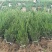 夏禹林苗木曼地亚红豆杉2年小苗常绿植物易养护