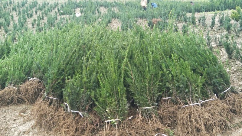 夏禹林苗木曼地亚红豆杉2年小苗常绿植物易养护