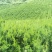 夏禹林苗木曼地亚红豆杉2年小苗常绿植物易养护
