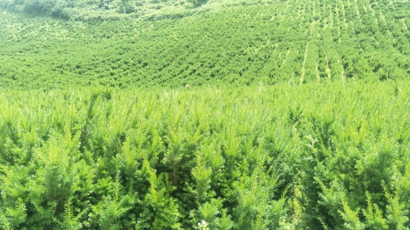 夏禹林苗木曼地亚红豆杉2年小苗常绿植物易养护