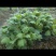 金丝皇菊婺源皇菊菊花苗。