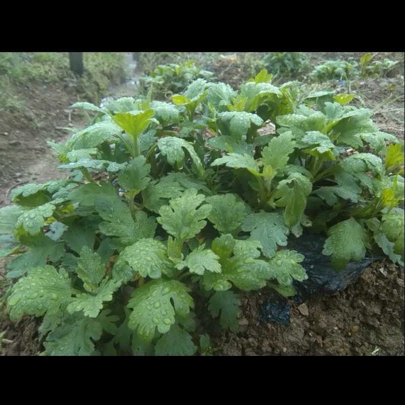 金丝皇菊婺源皇菊菊花苗。