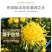 金丝皇菊一朵一杯四罐装菊花茶去火茶