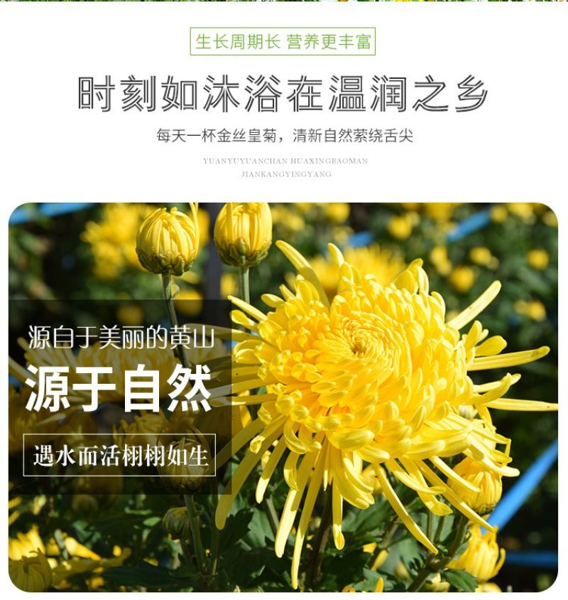 金丝皇菊一朵一杯四罐装菊花茶去火茶