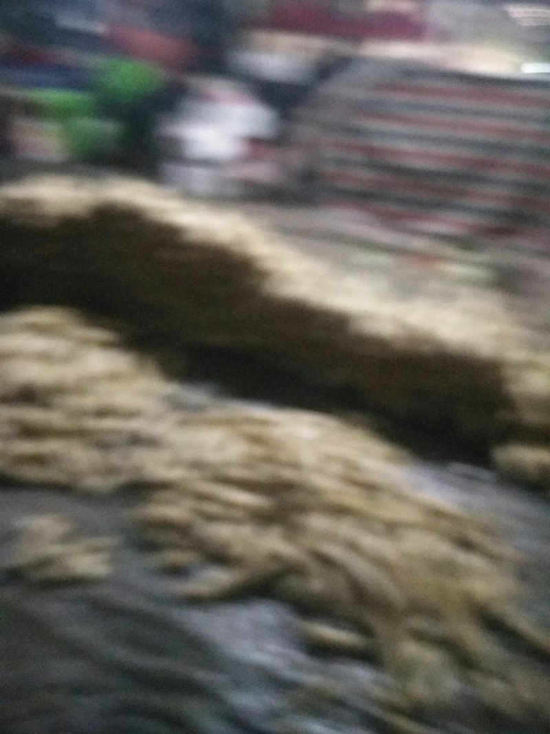 飘花藕种
