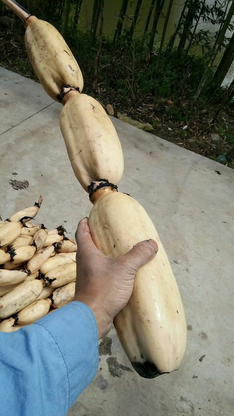 飘花藕种