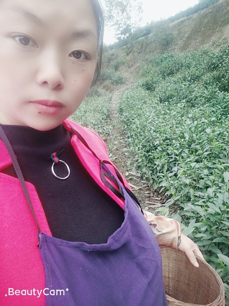 碧螺春茶叶