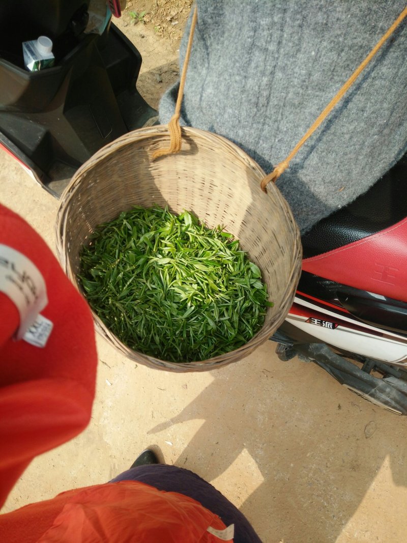 碧螺春茶叶