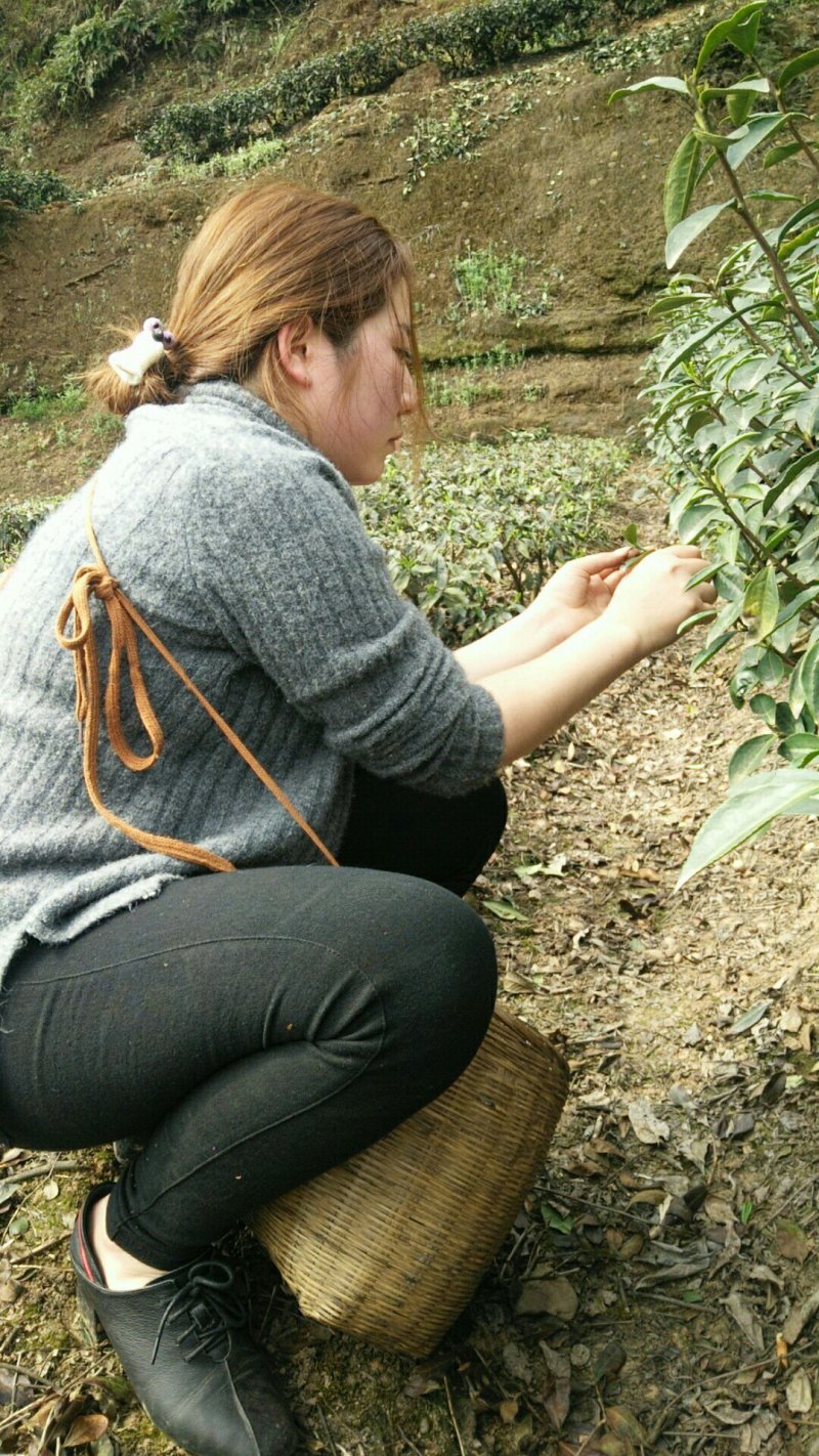 碧螺春茶叶