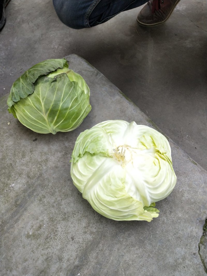 包菜上市