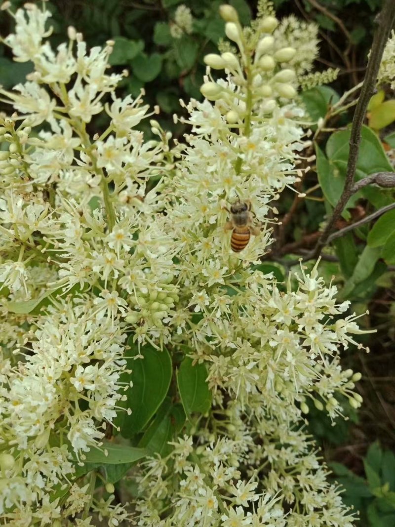 天然荔枝蜂蜜