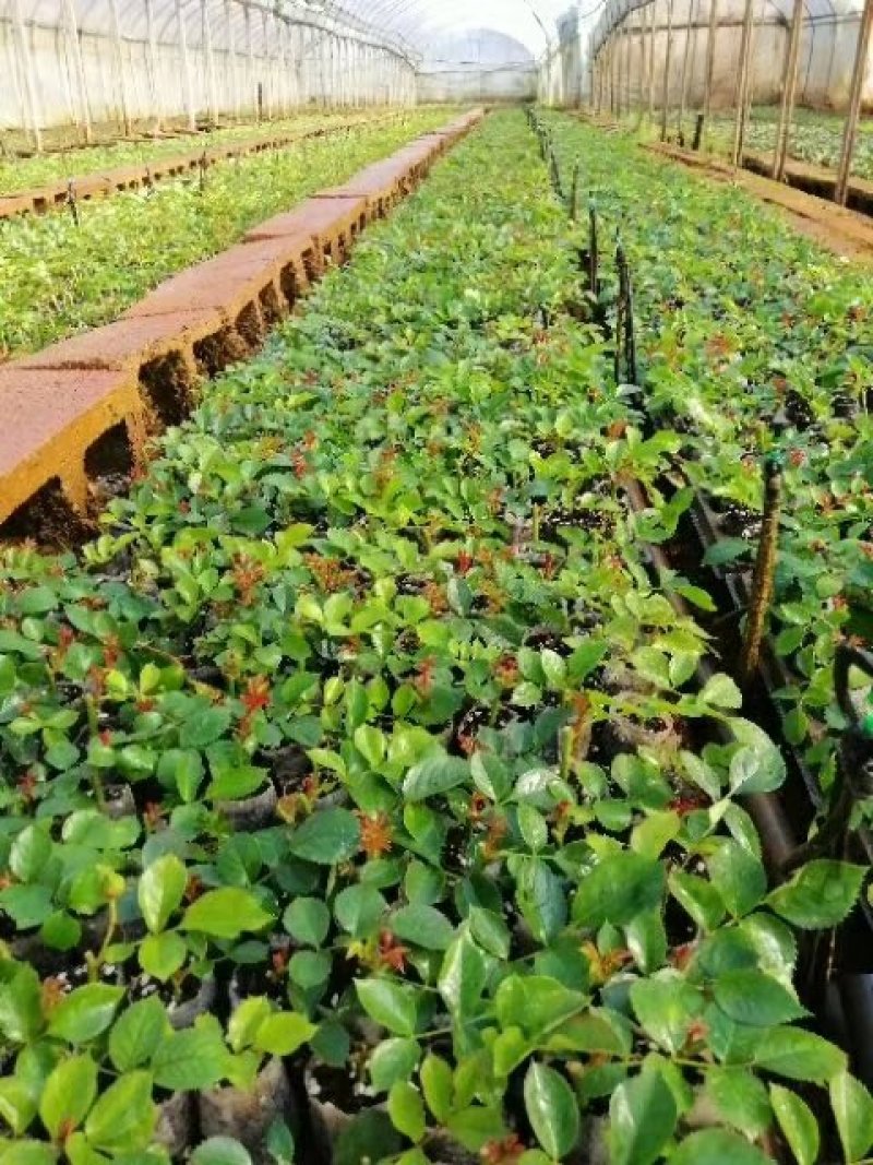 云南基地直发鲜切花玫瑰小苗
