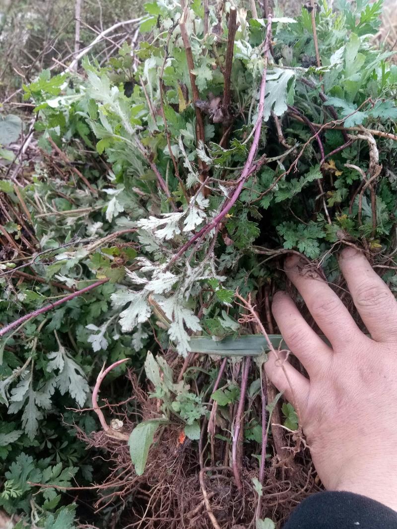 菊花苗一一野菊（花卉观赏，药用）