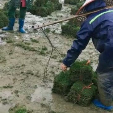 草坪草货源充足，物美价廉，诚信为本
