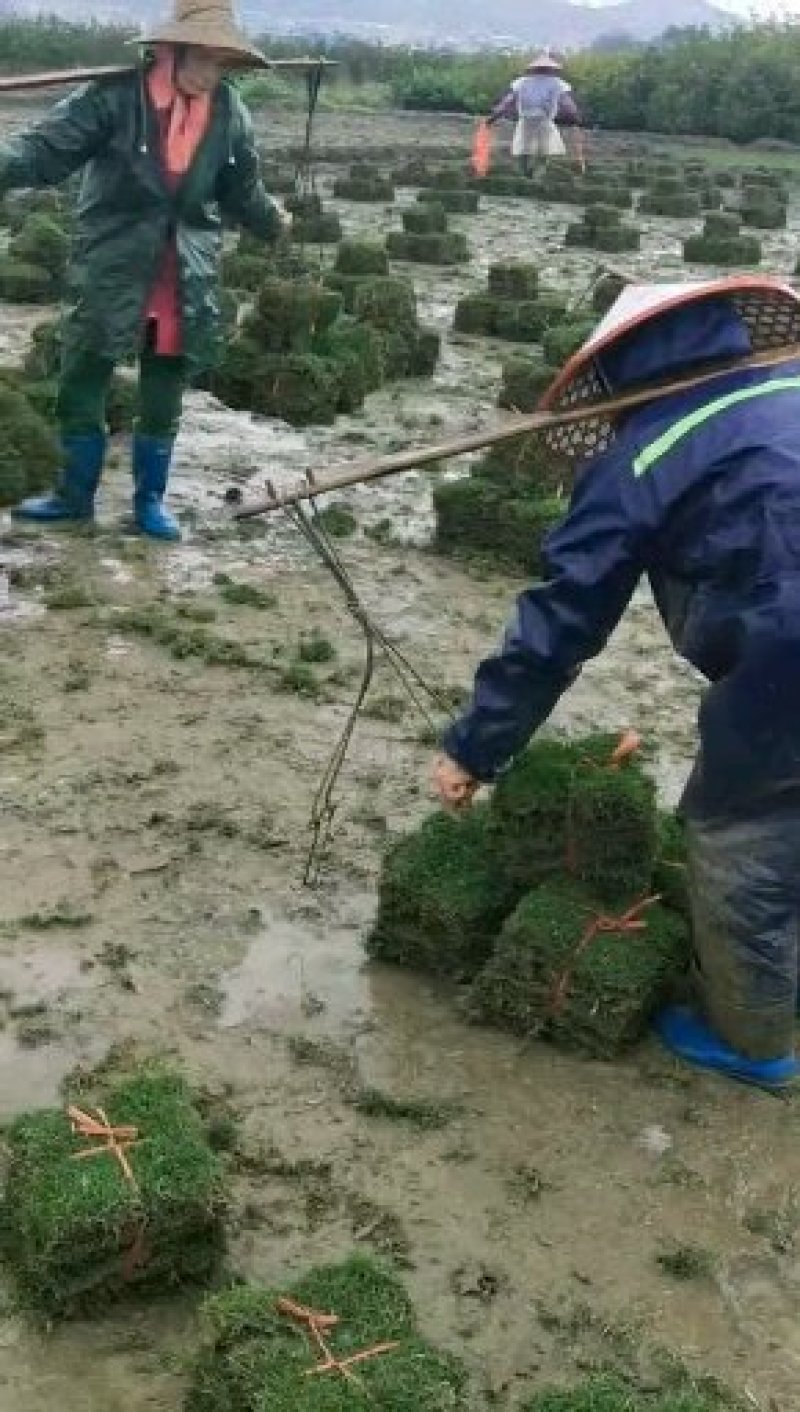 草坪草货源充足，物美价廉，诚信为本